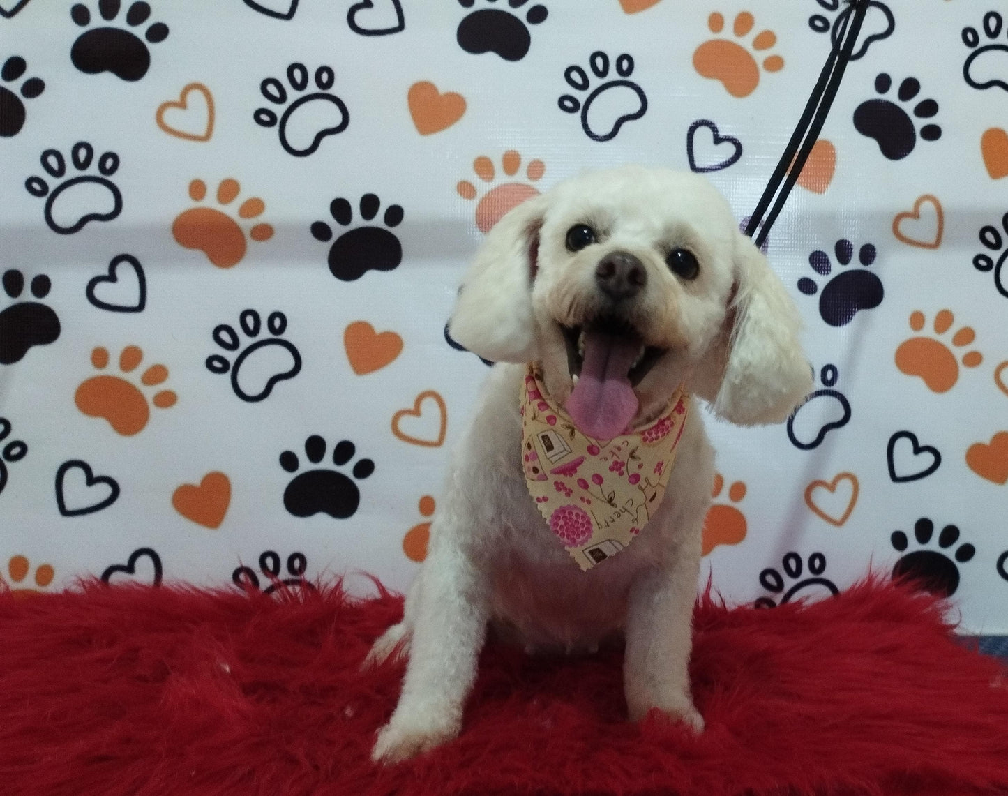 Servicio de Grooming y Spa/Constelación Hospital Veterinario