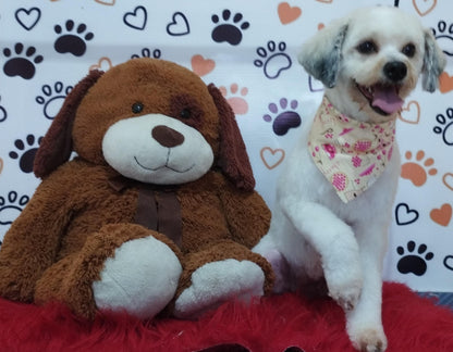 Servicio de Grooming y Spa/Constelación Hospital Veterinario