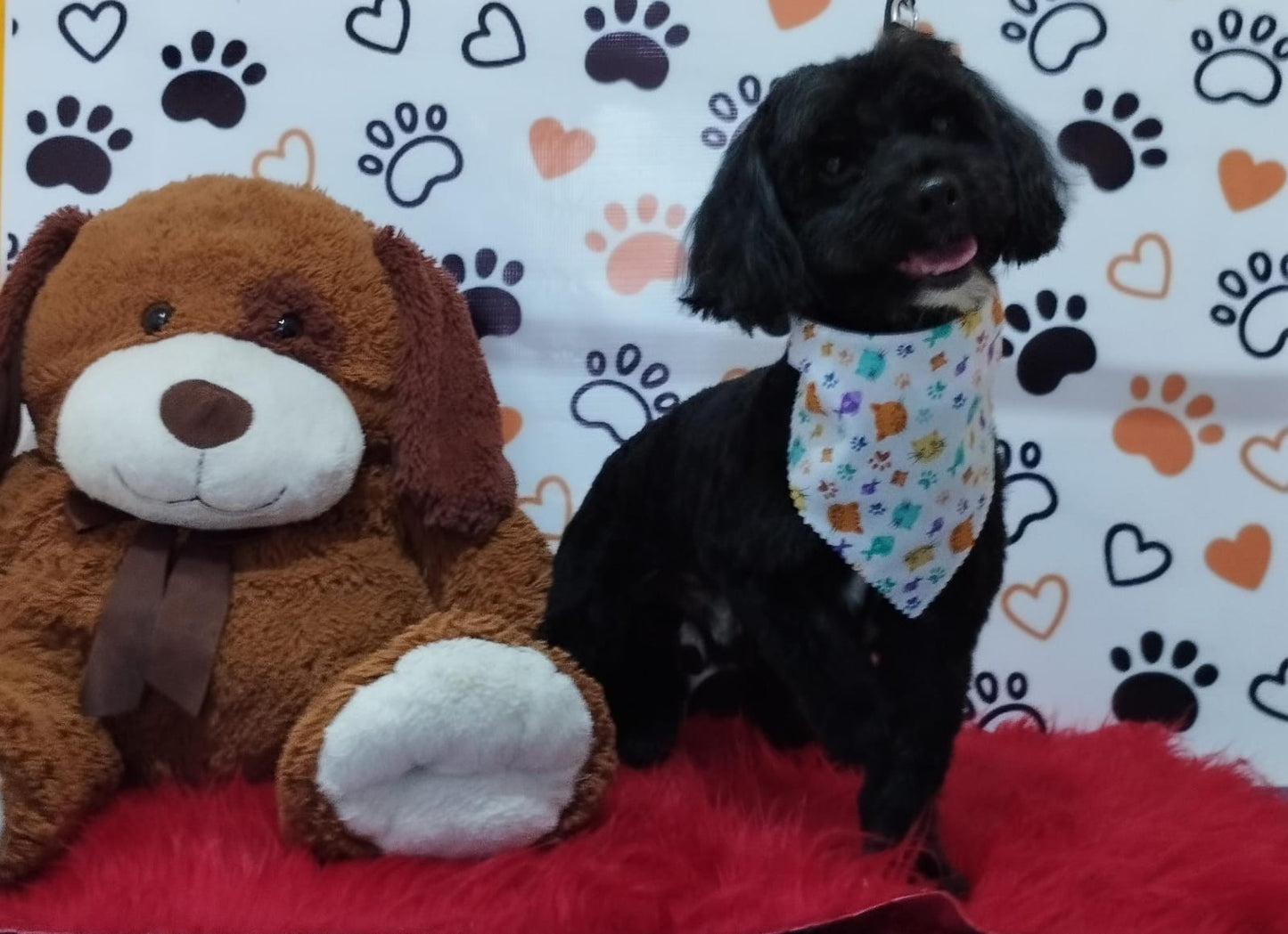 Servicio de Grooming y Spa/Constelación Hospital Veterinario