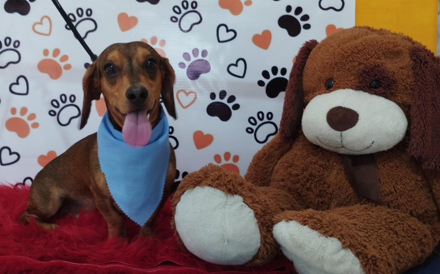 Servicio de Grooming y Spa/Constelación Hospital Veterinario