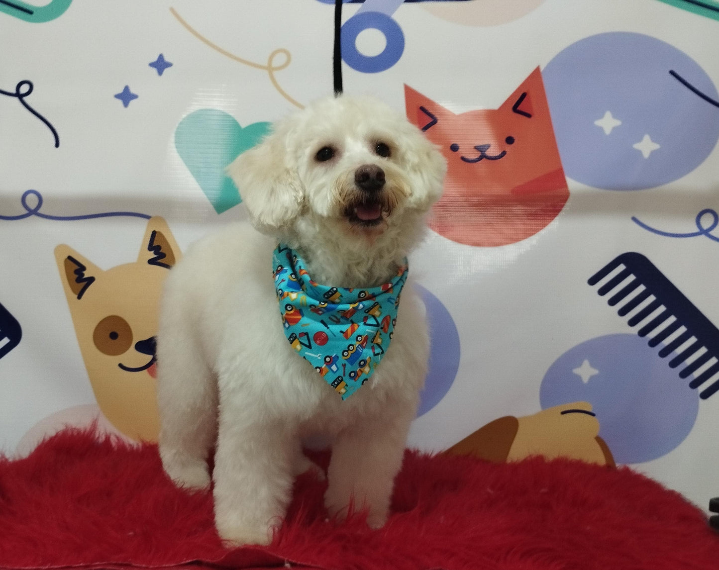 Servicio de Grooming Profesional