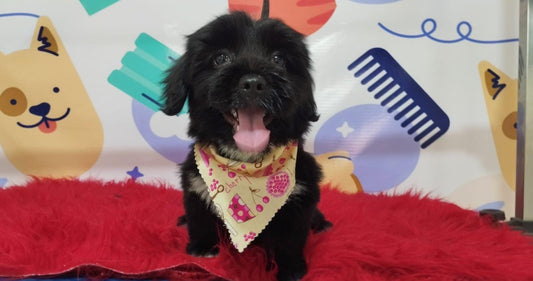 Servicio de Grooming Profesional