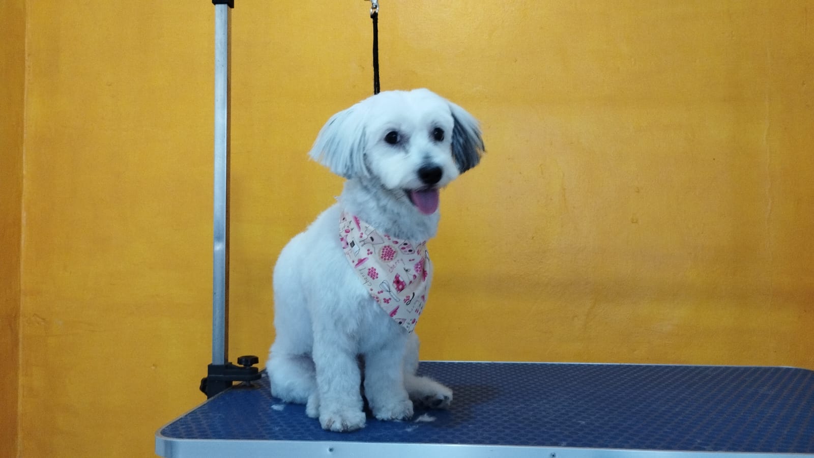 Servicio de Grooming y Spa para Mascotas – Constelación Hospital Veterinario Managua Constelación Hospital Veterinario
